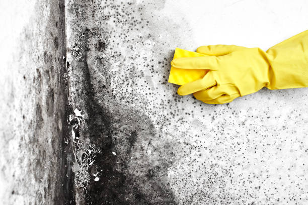 Best Mold Damage Restoration  in Brookland, AR