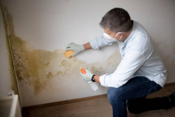 Best Biohazard Mold Removal  in Brookland, AR